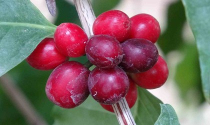 Kahve ağacı yetiştiren Mersinli üretici ilk ürünlerini aldı