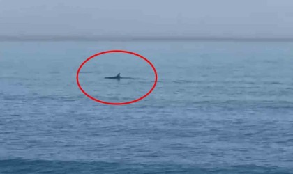 Karadenizde yunuslar görüntülendi