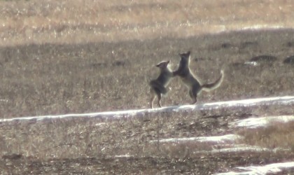 Karsta eşine kur yapan tilki kamerada