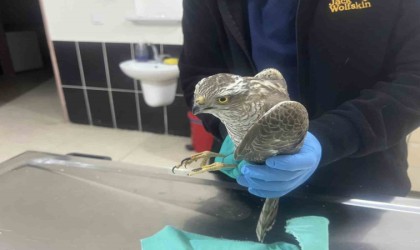 Karsta güçten düşen atmaca tedavi altına alındı