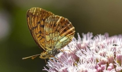 Kelebeğin rehberliğinde Gediz Nehri