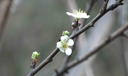 Kış bitmeden güneşi gören erik ağacı çiçek açtı