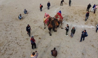 Nazillide deve güreşi festivali iptal edildi