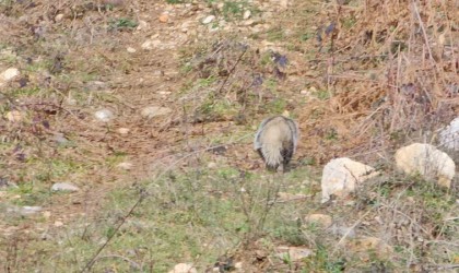 Nesli tehlike altında olan porsuk Kastamonuda görüntülendi