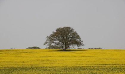 Samsunda tarım ve hayvancılık projeleri hayata geçiriliyor