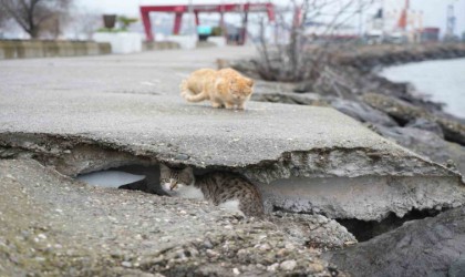 Soğuktan üşüyen kedilere kayalıklar yuva oldu