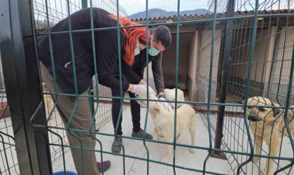 Uyuşturularak ölüme terk edilen köpekler sağlığına kavuştu