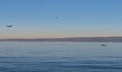 Yunus balıklarının dansı kamerada