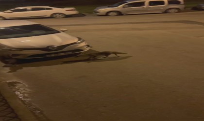 Aç kalan tilki, başı boş gezen hindiyi sıkıştırdı