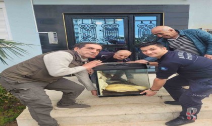 Antalyada ikinci piton vakası, bu kez apartmanın içerisinden çıktı