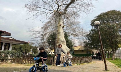 Asırlık çınarın altında 150 yıldır kahve içiliyor