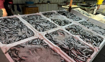 Av yasağına sayılı günler kala balık tezgâhları şenlendi