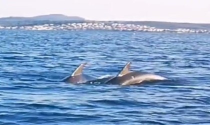 Ayvalıkta 5 yunus tekneyle yarıştı