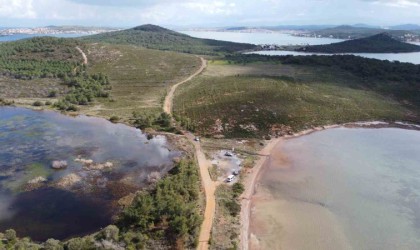 Ayvalıkta yangınlar ile siyaha dönen ormanlar tekrar yeşiline kavuşuyor