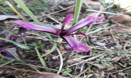Bahar geldi, kırnavruzu görüldü