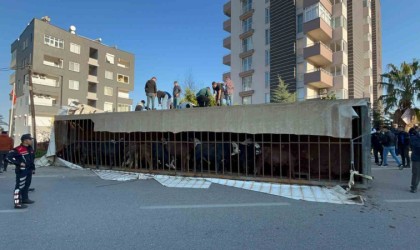 Canlı hayvan taşıyan tır devrildi
