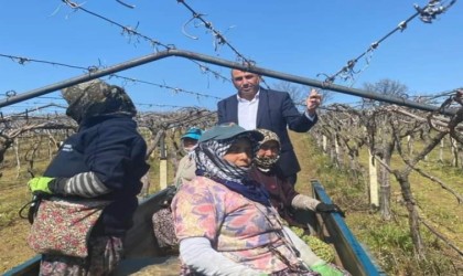 Dünyaca ünlü üzümün yetiştirildiği bağlarda hummalı çalışma