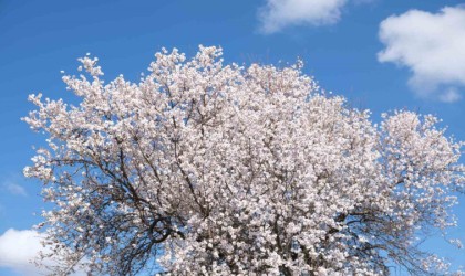 Erken çiçek açan ağaçların görüntüsü mest etti