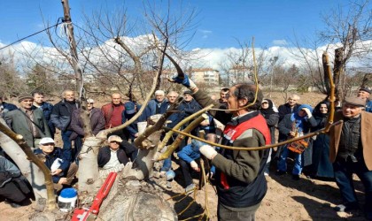 Eskişehir çiftçisine meyve ağaçlarında budama ve aşılama eğitimi verildi
