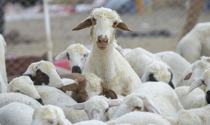 Eskişehirde küçükbaş hayvan yetiştiricilerine büyük destek