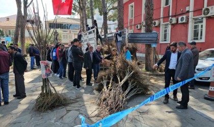 Gal arısı zararlısına karşı geliştirilen kestane fidanları üreticiye dağıtıldı