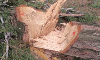 Germencik Habipler Köyünde ormanlık alanda kesilen ağaçlarla ilgili soruşturma başlatıldı