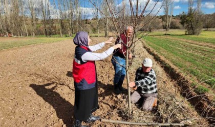 Hisarcıkta meyve ağaçlarında uygulamalı budama eğitimi