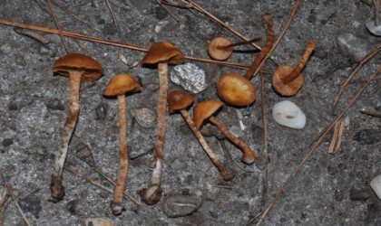 Keşfedilen ölümcül mantarın Türkiyedeki ilk kaydı Aydında yapıldı