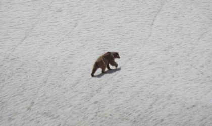 Kış uykusundan uyanan ayı yiyecek ararken görüntülendi