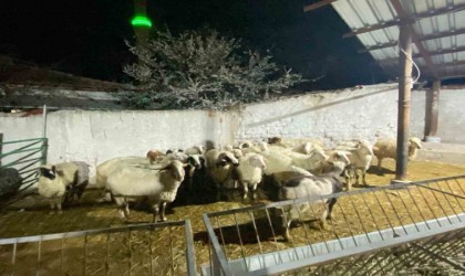 Konyada koyun hırsızlığı şüphelisi yakalandı