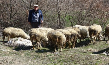 Kütahyada 4 bin 408 üreticiye 26 milyon 680 bin 880 TL hayvancılık desteklemesi