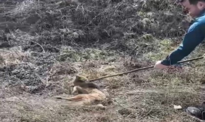 Kuyuya düşen çakal kurtarıldı