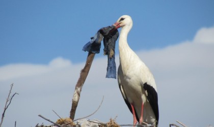 Leylek “Efe” 13 yıldır doğduğu topraklara geliyor