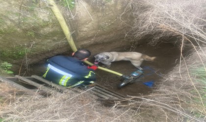 Manisada havuza düşen köpeğin yardımına itfaiye koştu