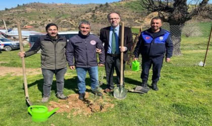 Sarıgölde 400 fıstık çamı toprakla buluştu