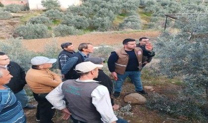 Sarıgölde zeytin budama eğitimi