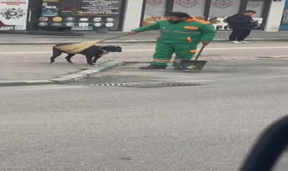 Sokak köpeğinin sırtını süpürge ile temizleyen görevli yüzleri gülümsetti
