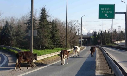 TEM otoyoluna giren büyükbaşlar ortalığı birbirine kattı