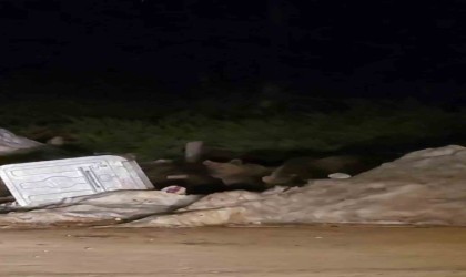 Uludağda aç kalan ayılar çöp konteynerlerinde yemek aradı