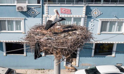 Yaren Leylek ile Balıkçı Ademin arasına Nazlı girdi