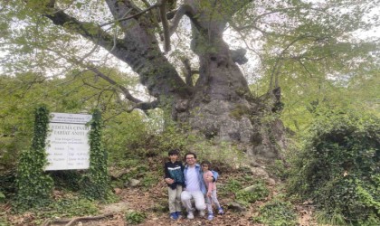 2 bin 700 yıllık çınar ziyaretçilerini bekliyor