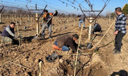 Alaşehirde üzüm bağları sökülüp yerine zeytin dikiliyor