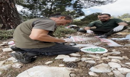 Antalyada yakalanan Balkan vaşağı GPS ile takip edilecek