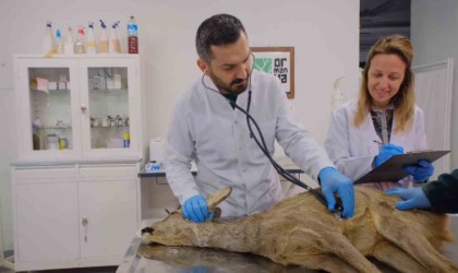 Aracın çarptığı karaca tedavi edilerek yeni ailesine katıldı