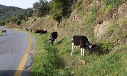 Bahar ayları ile birlikte yol kenarları meraya döndü