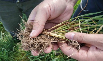 Beyşehirde arpa yaprak yanıklığı hastalığı tespit edildi