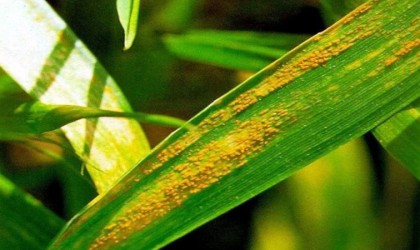 Hububatta küllenme, kök boğazı ve sarı pas alarmı