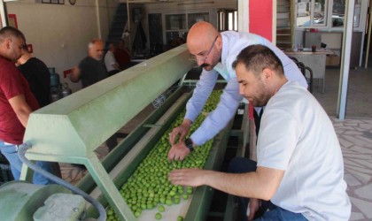 Kilosu 50 ile 350 TL arasında: Mersinde açıkta erik hasadı başladı