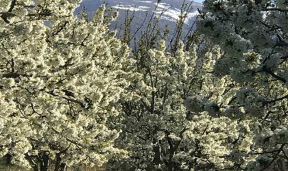 Kiraz ve vişne bahçeleri gelinliğini giydi