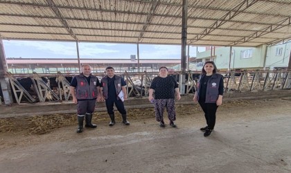 Kuyucakta damızlık sığır ithalatı işletmeleri denetlendi